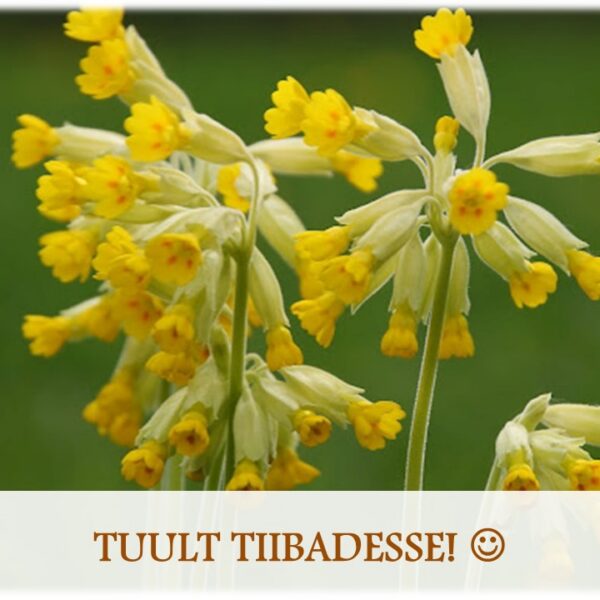 Kadrina Kunstidekooli lõpuaktus